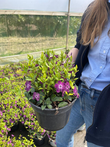 Vinca Minor Atropurpurea 2 Litre Pot