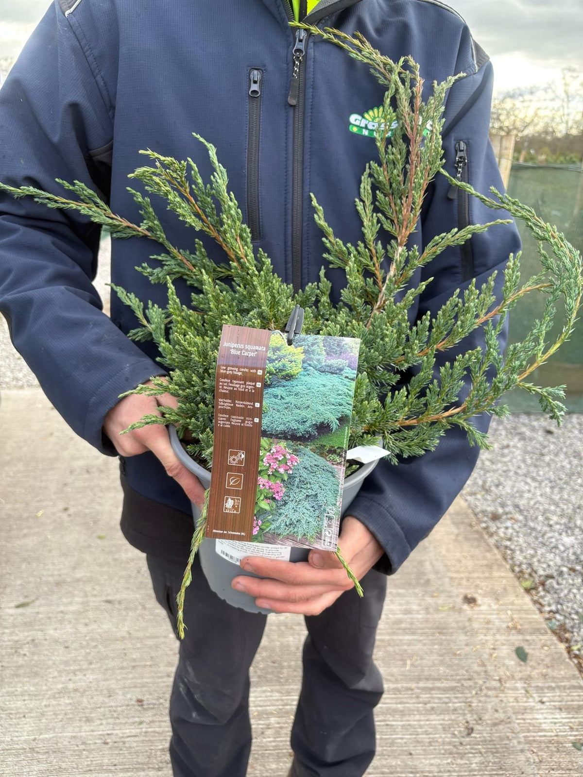 Juniperus Blue Carpet 4.5 Litre Pot