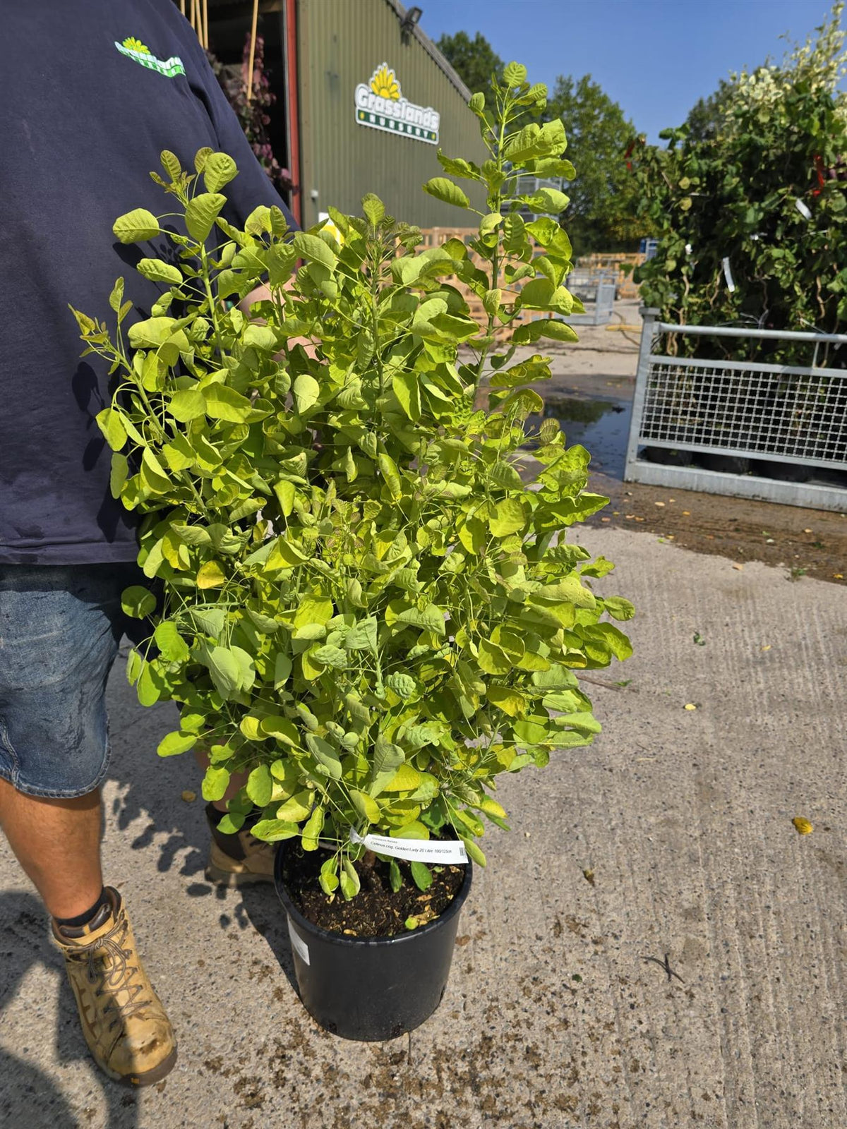 Cotinus cog. Golden Lady 20 Litre 100/125cm