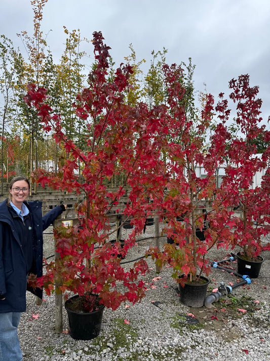 Liquidambar styraciflua Lane Roberts 30 Litre Pot