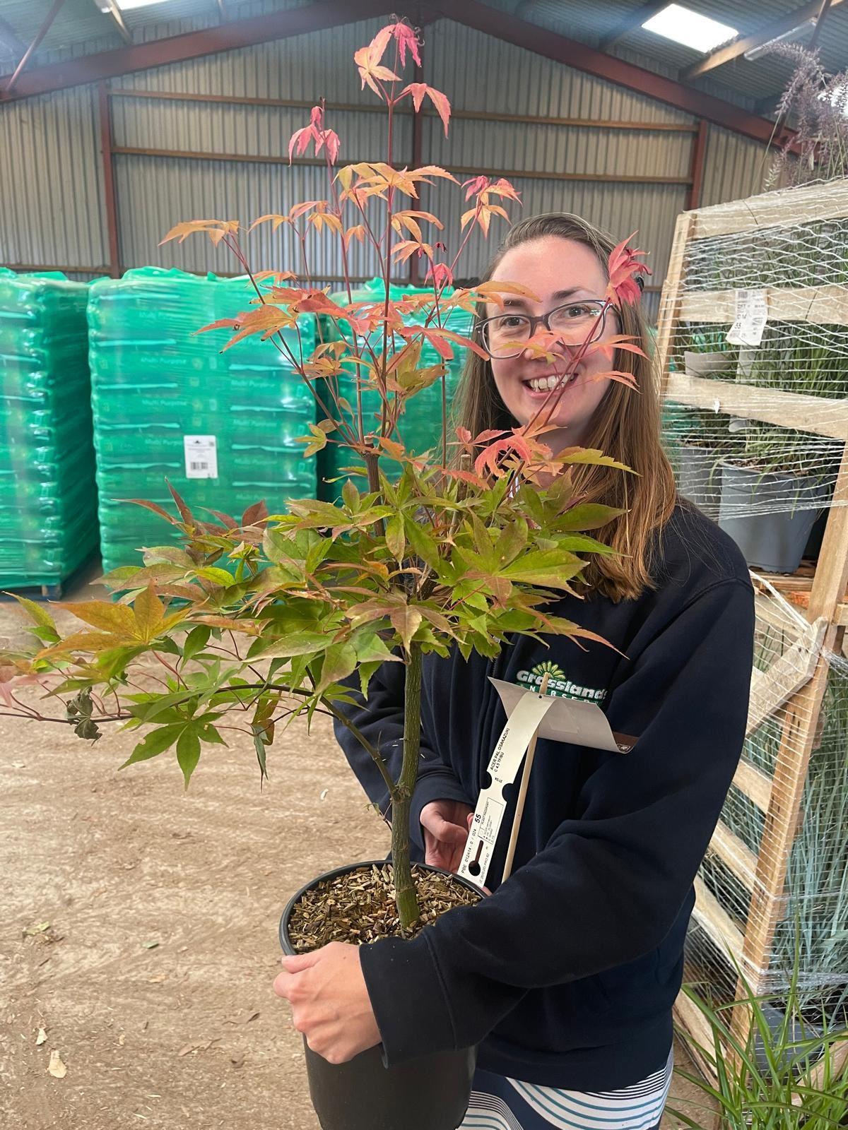 Acer Palmatum Osakazuki 3 Litre Pot