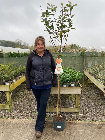 Apple Cox's Orange Pippin 7.5 Litre Half Standard