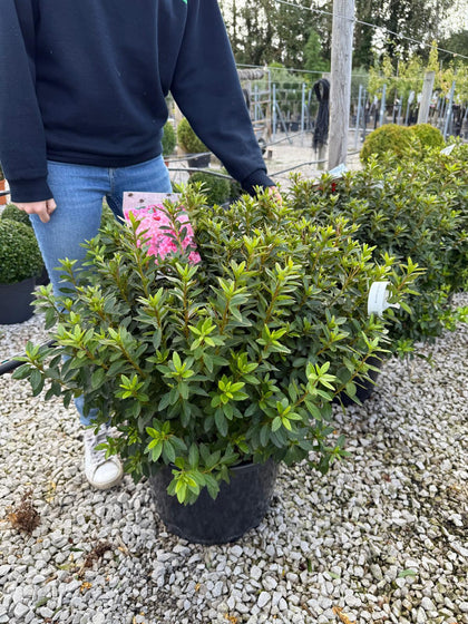 Azalea Japonica Mad. Van Hecke 30 Litre Pot