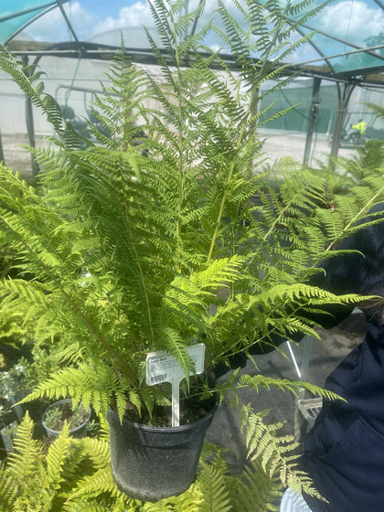 Athyrium filix Femina 3 Litre Pot