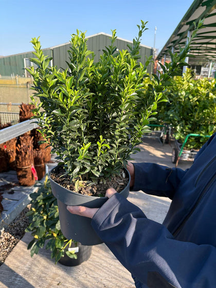 Euonymus Jap. Green Spire 5 Litre Pot