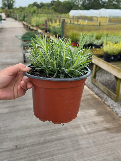 Lavender Angustifolia Munstead 2 Litre Pot