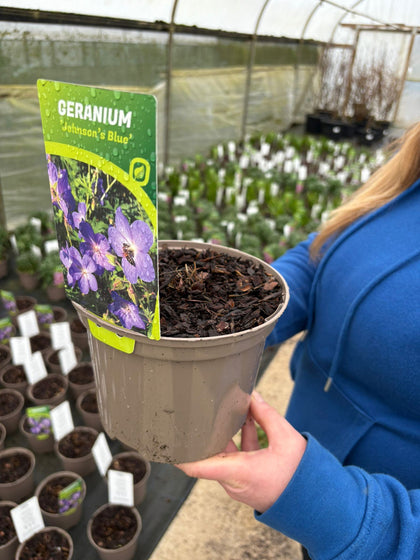 Geranium Johnson's Blue 2 Litre Pot