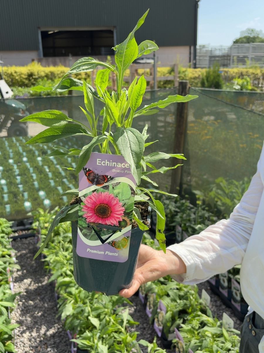 Echinacea Bolero Pink 2 Litre Pot