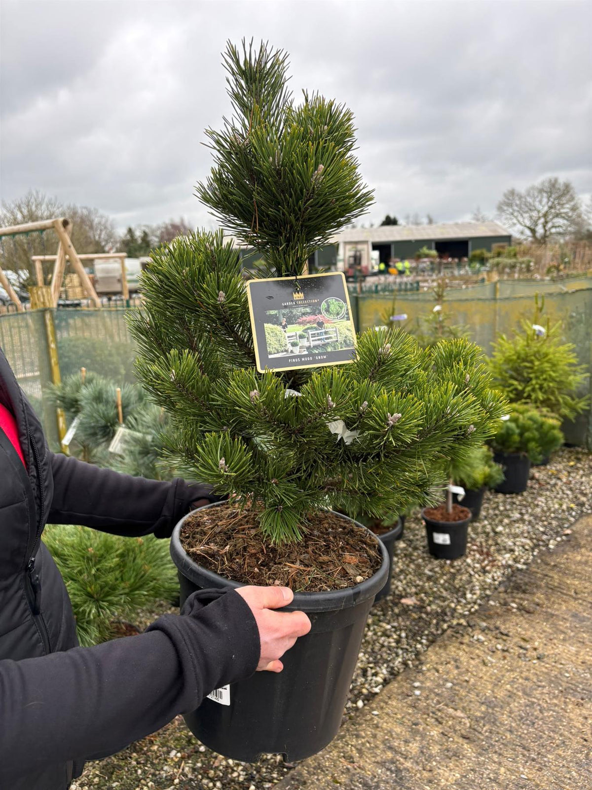 Pinus Mugo Gnom 11 Litre Pot