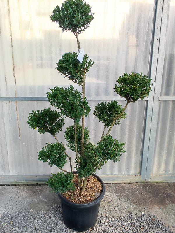 Ilex Crenata Dark Green Pom Pom 18 Litre Pot 100/125cm