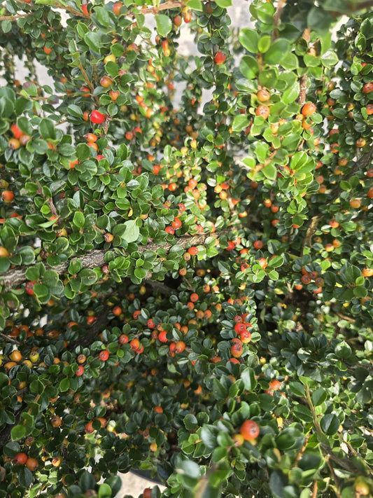 Cotoneaster Horizontalis 20 Litre 100/125cm