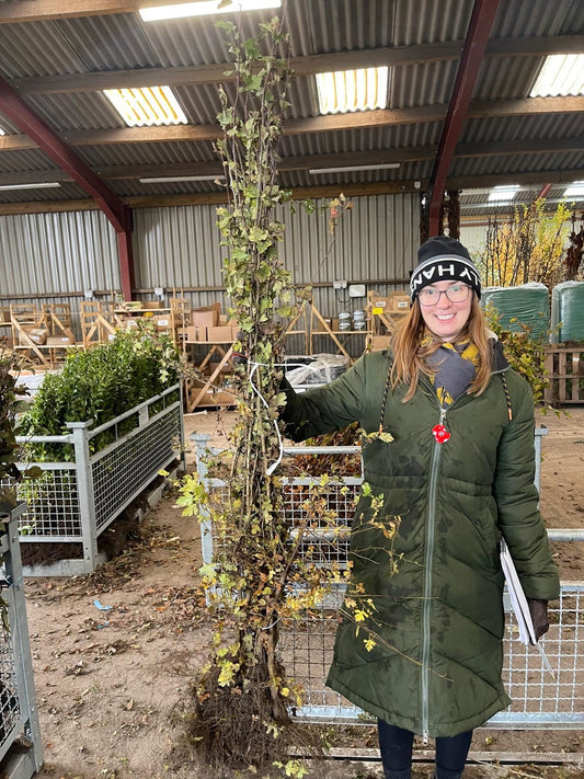 Hawthorn Hedging Bare Root 100/125cm Delivery from November