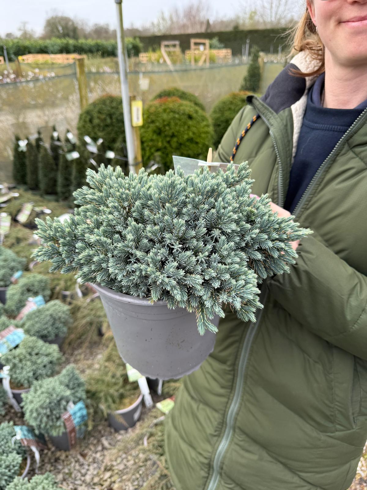 Juniperus Blue Star 4.5 Litre Pot