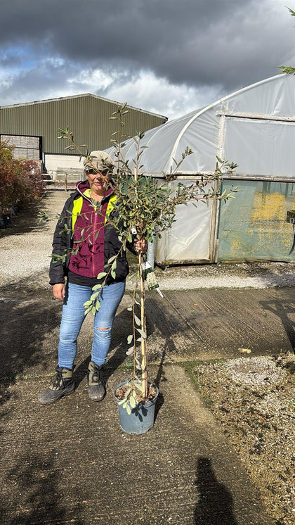 Exochorda x Macrantha The Bride 1/2 Standard 10 Litre