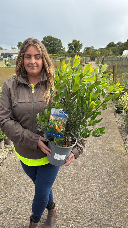 Arbutus Roselily 4.5 Litre Pot