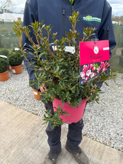 Rhododendron Bloombux Magenta 10 Litre Pot