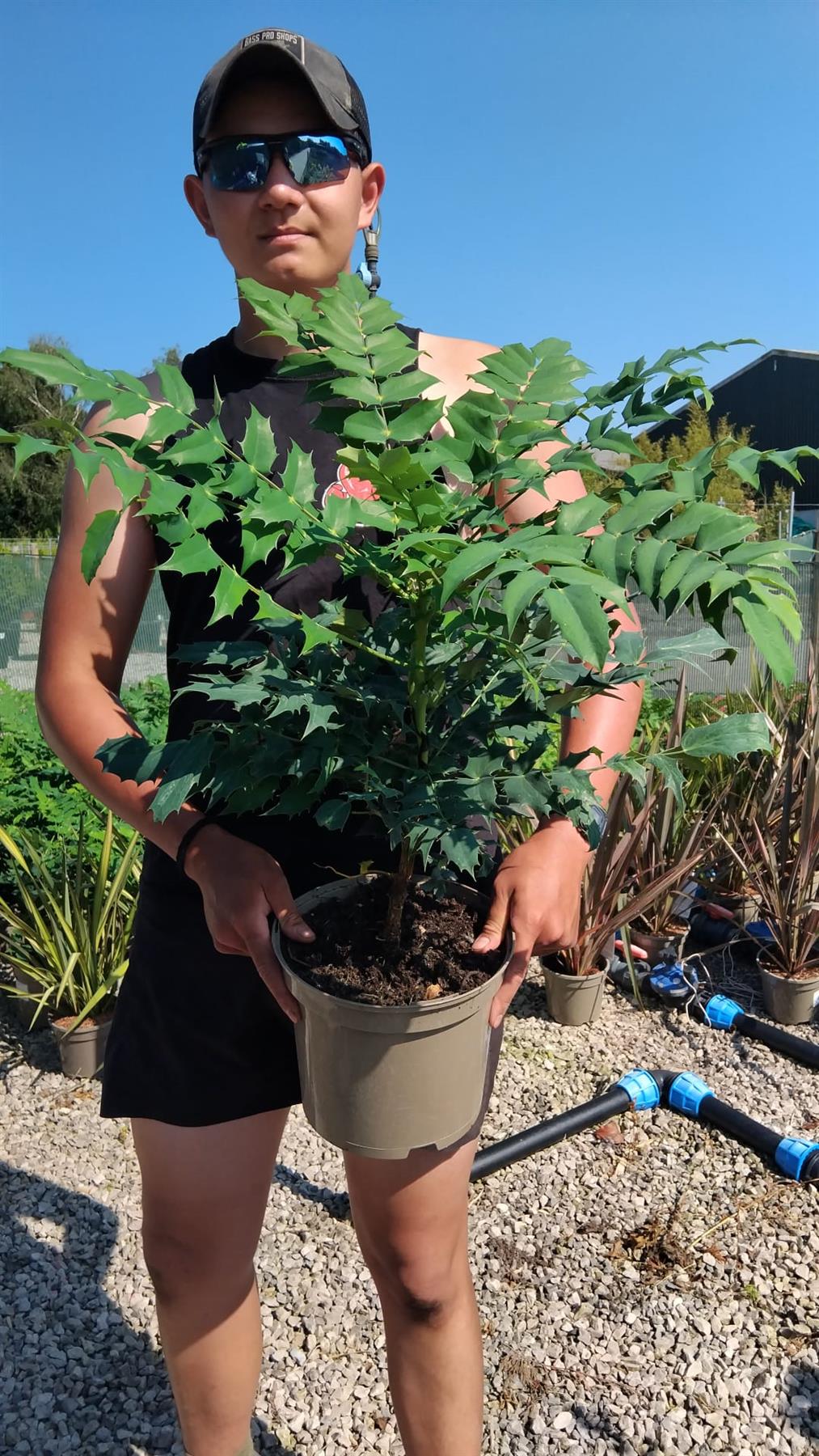 Mahonia media Winter Sun 5 Litre Pot