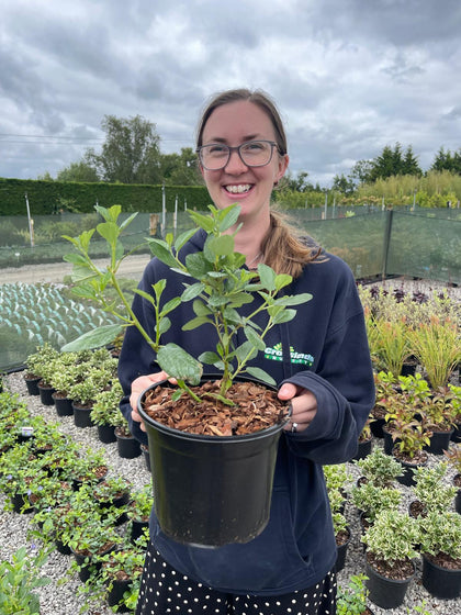 Ceanothus Twethian Blue 3 Litre Pot