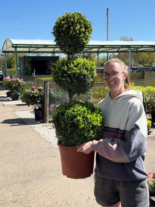 Buxus Sempervirens Trio-Ball Stack 10 Litre Pot
