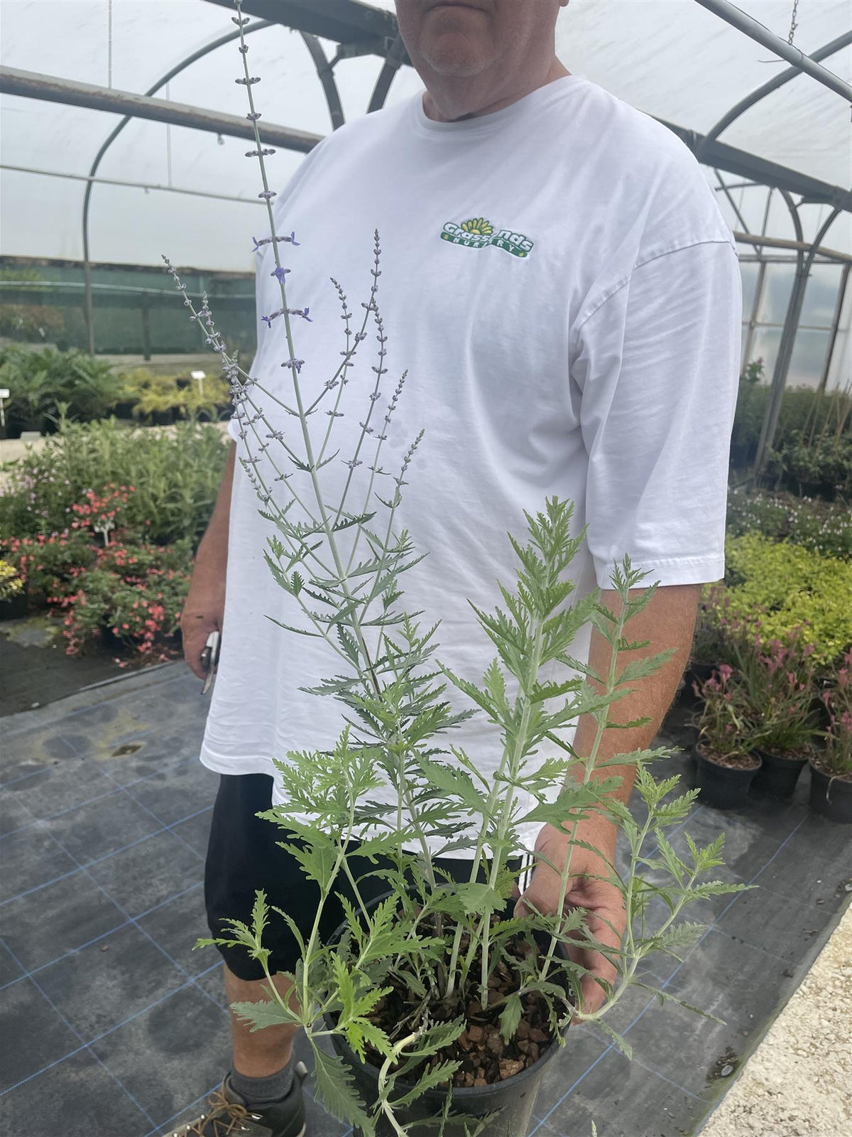 Perovskia Blue Steel 3 Litre Pot