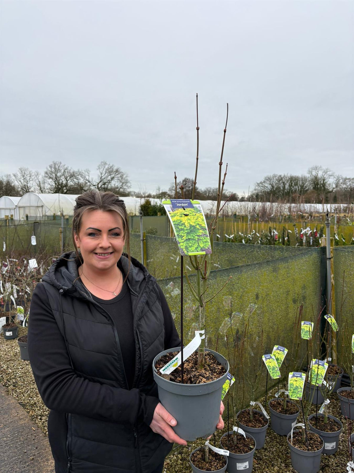 Acer Shirasawanum Jordan 5 Litre Pot