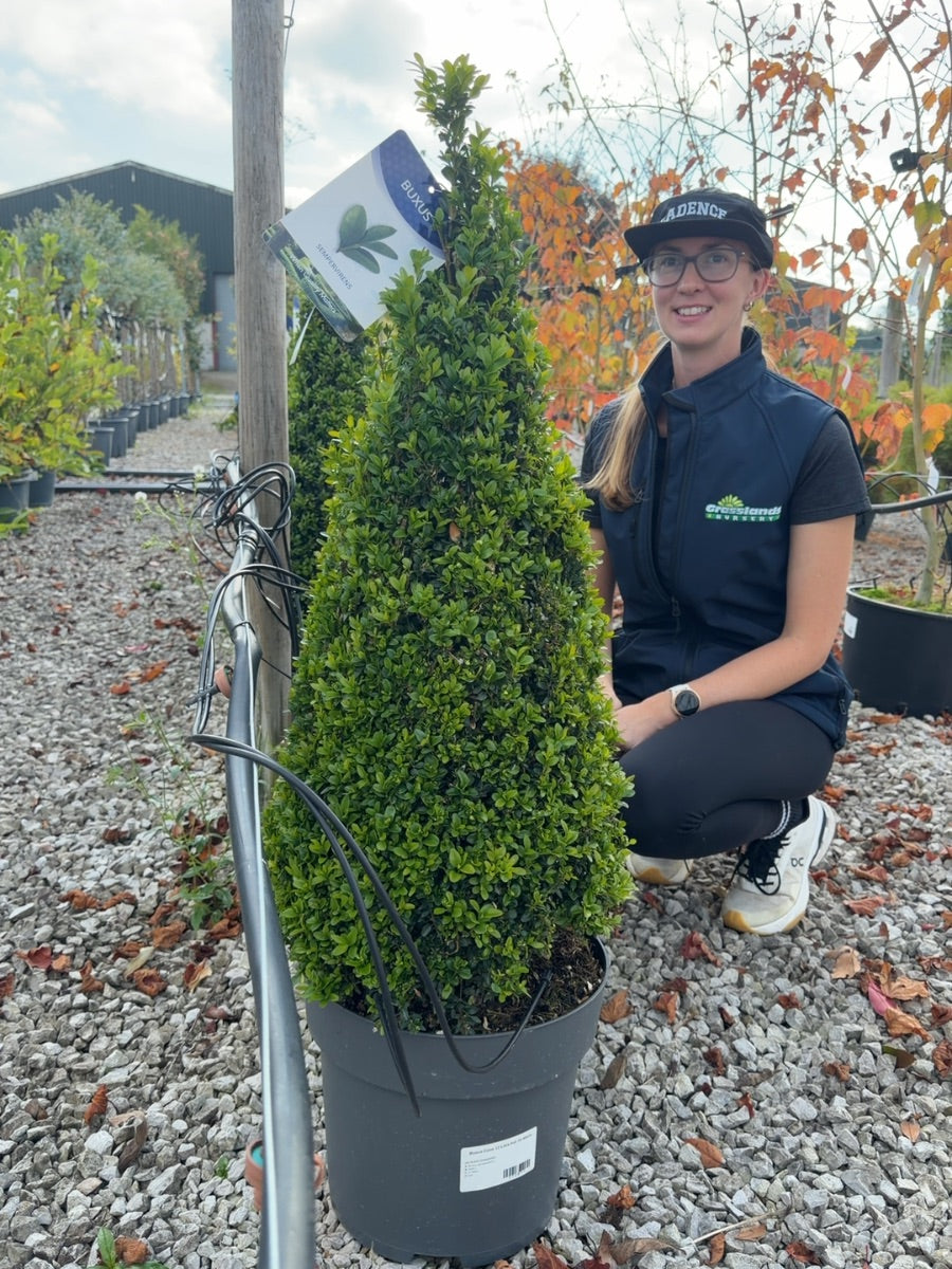 Buxus Cone 12 Litre Pot 70-80cm