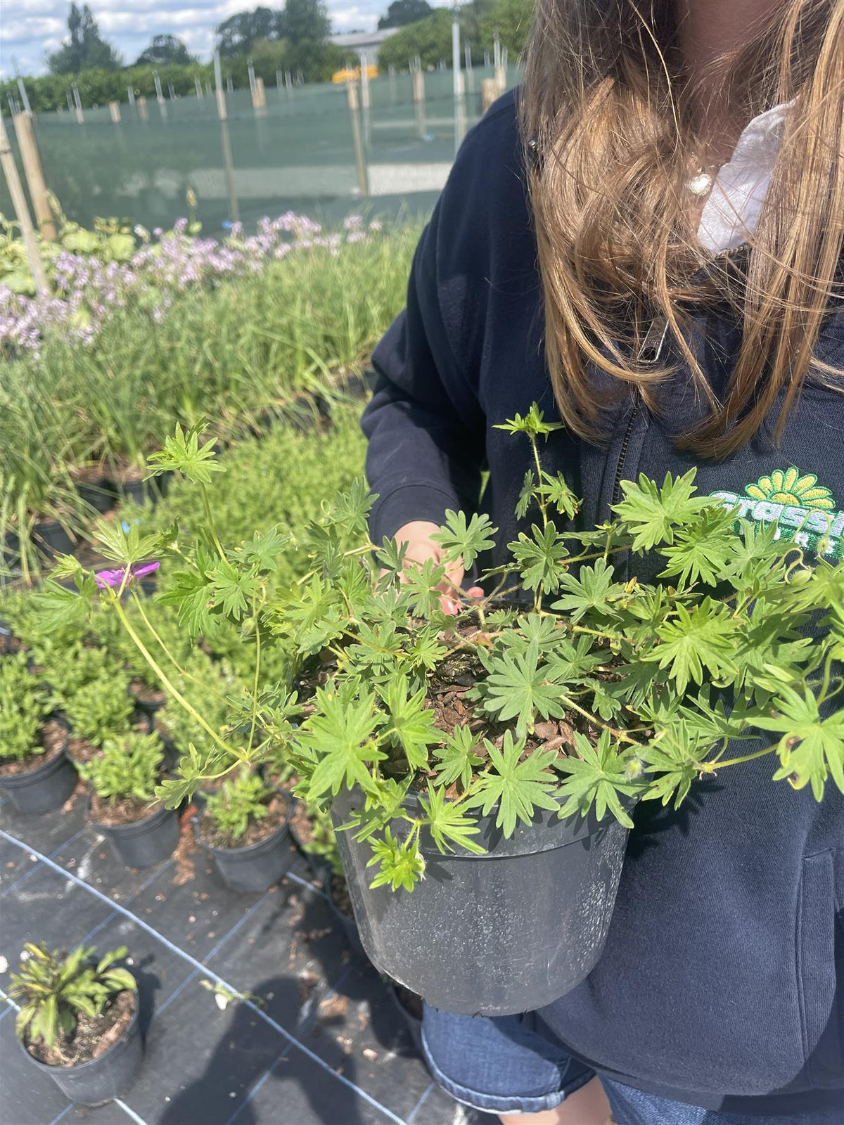 Geranium sanguineum Vision Violet 3 Litre Pot