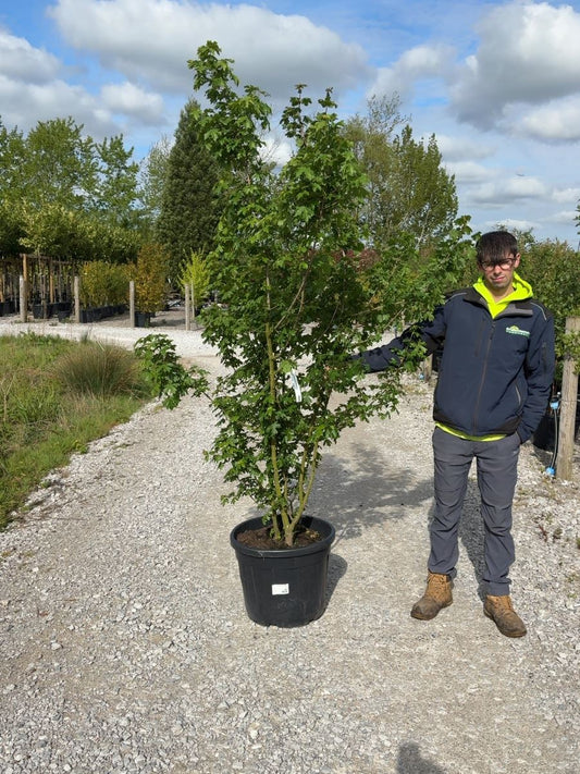 Acer Campestre Multi Stem Root Ball 175/200cm Delivery November Onwards