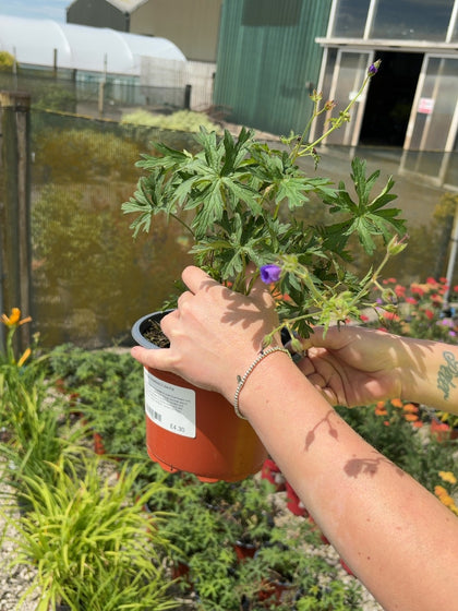 Geranium Brookside 2 Litre Pot