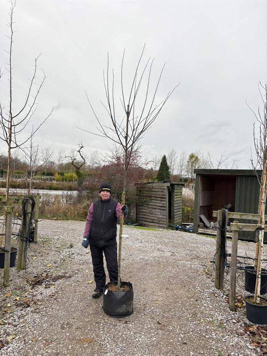 Plum Mirabelle De Nancy 10/12cm Girth Pot Grown Delivery From November Onwards
