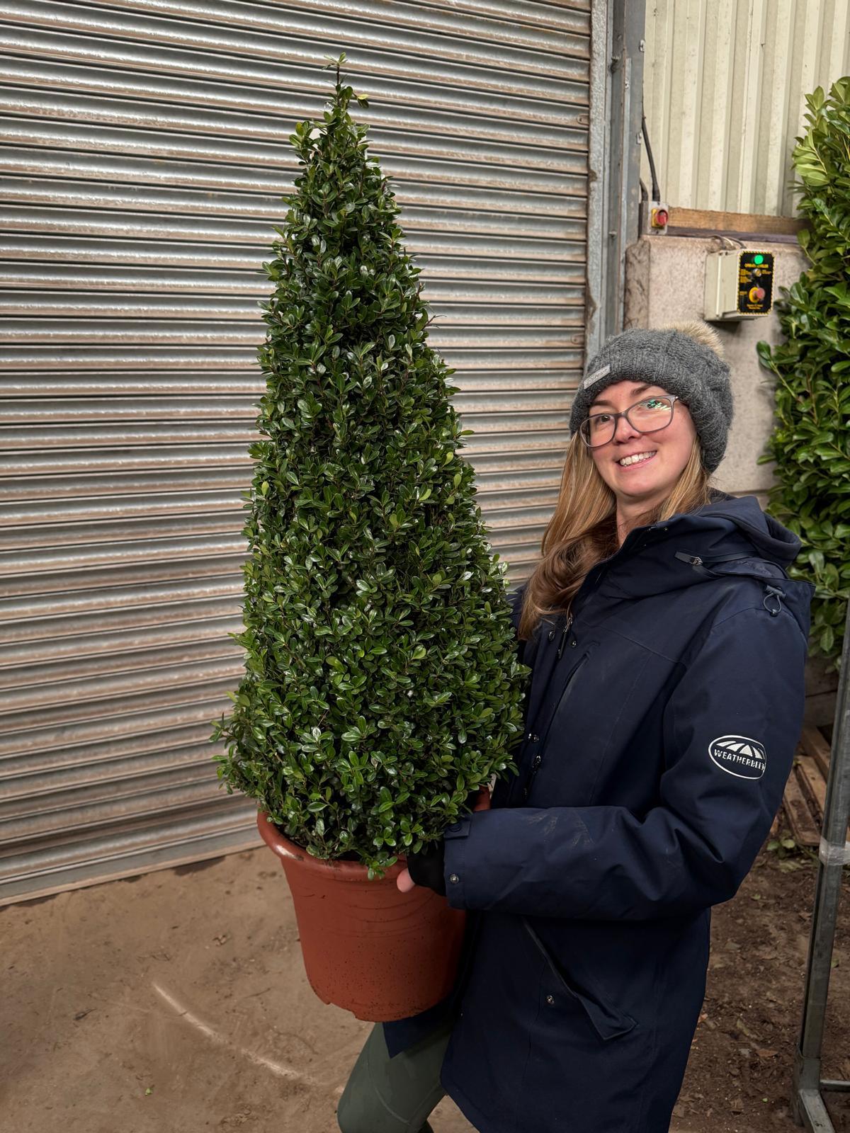 Ilex Crenata Caroline Cone 15 Litre Pot 80-90cm