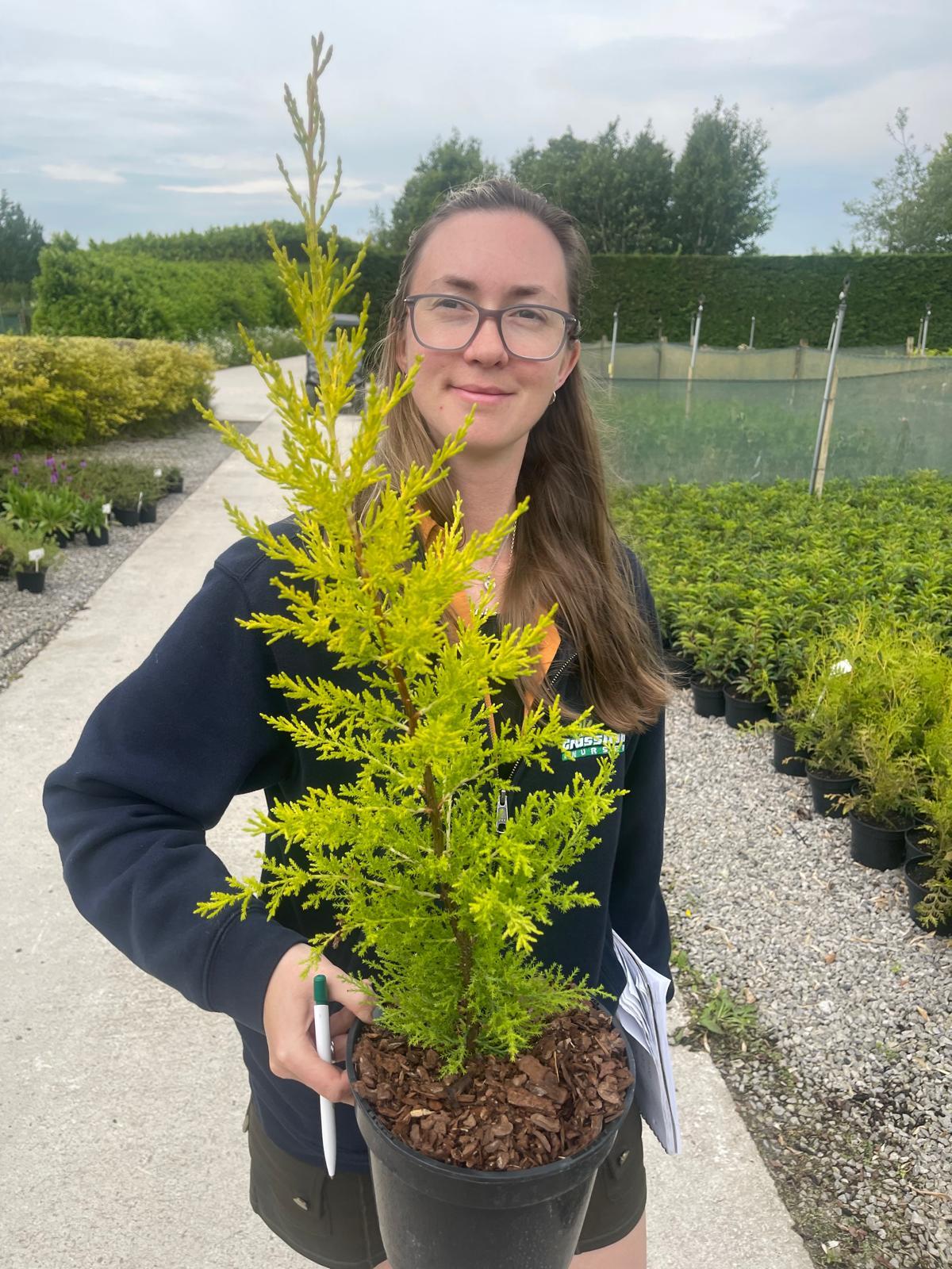 Cupressus Macrocarpa Goldcrest 3 Litre Pot