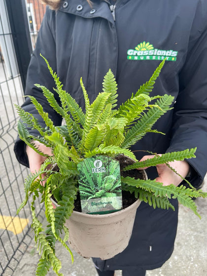 Blechnum Spicant 2 Litre Pot