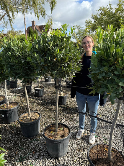 Laurus Nobilis 1/2 Std 35 Litre Pot 80cm Stem 50/60cm Head