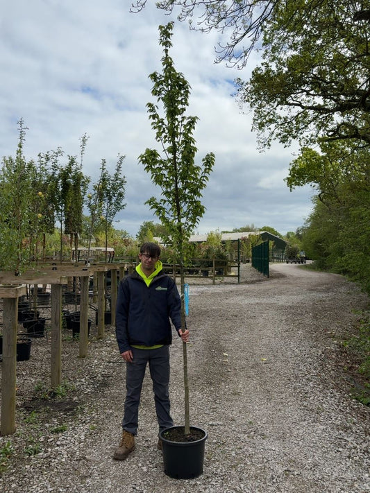 Carpinus Bet Lucas 8/10cm Girth