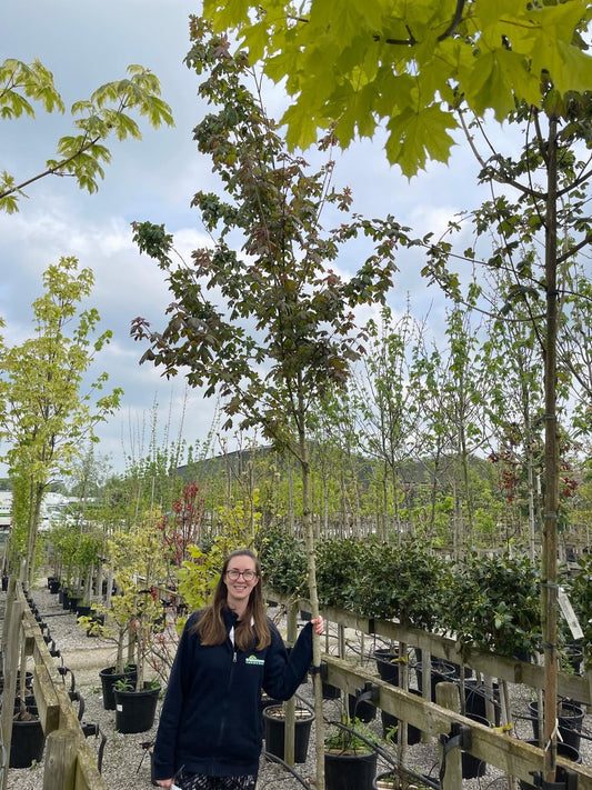 Acer Camp Red Shine 8-10cm Girth