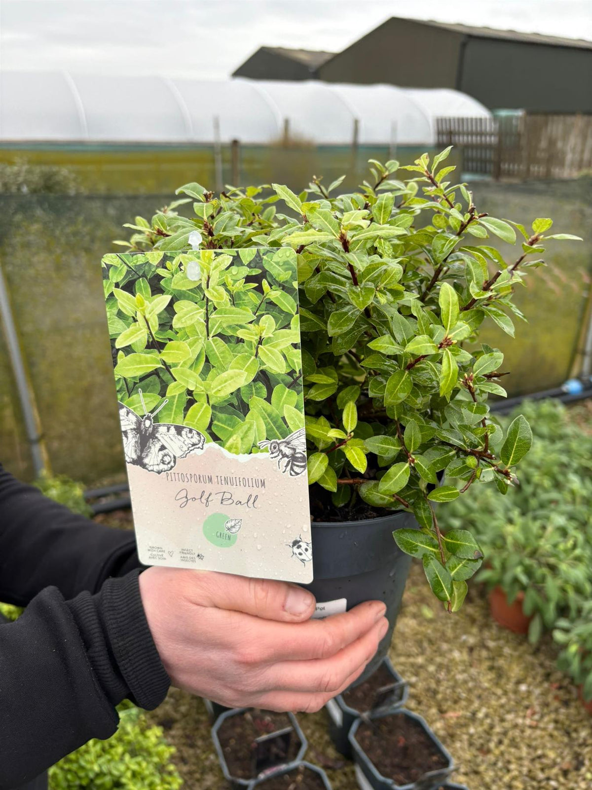 Pittosporum Ten. Golf Ball 3 Litre Pot