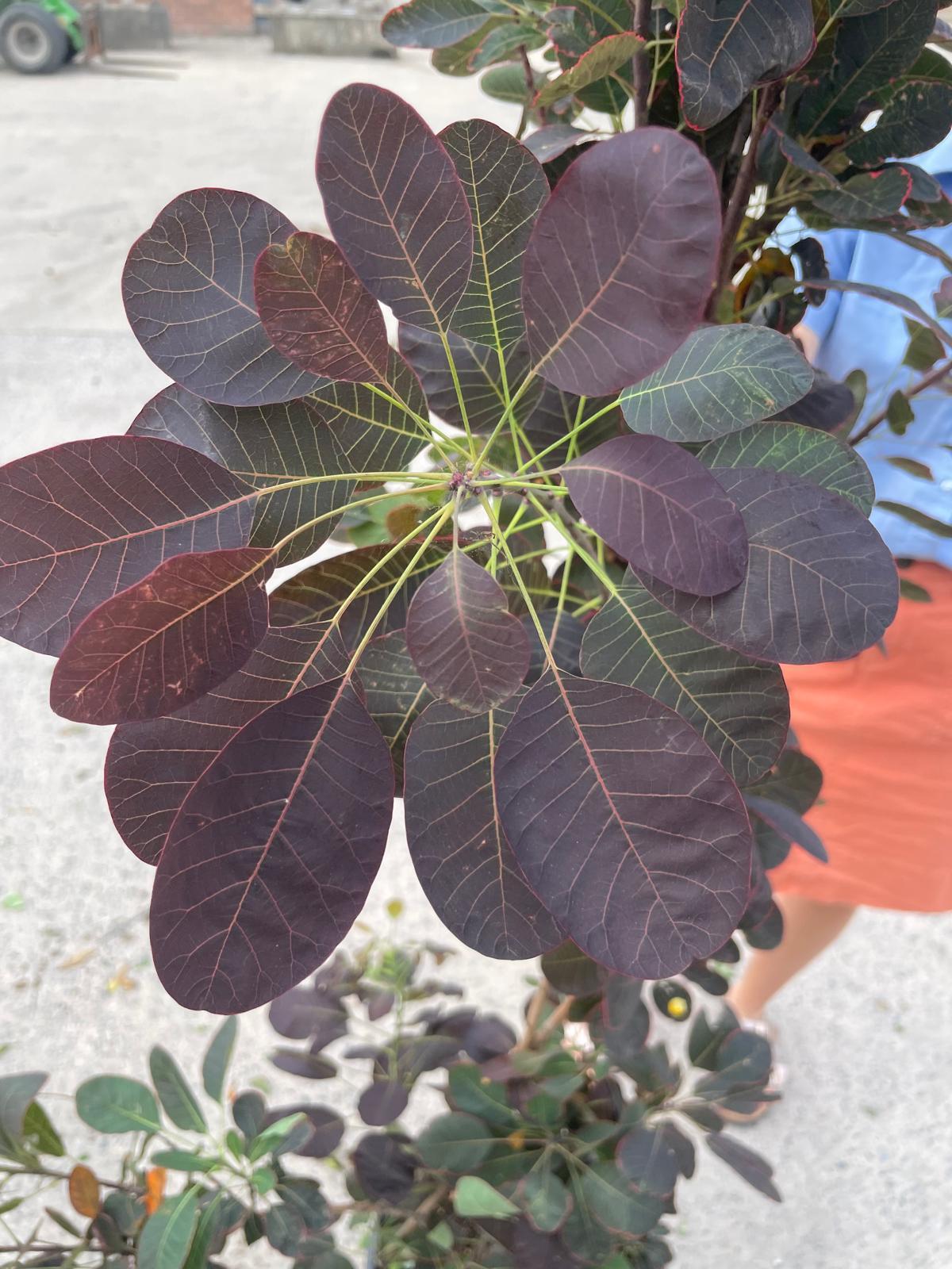 Cotinus cog. Royal Purple 20 Litre 175/200cm