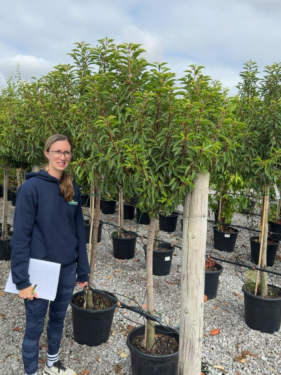 Prunus Lus.Mytrifolia Half Standard 30 Litre Pot