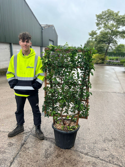 Prunus Lusitanica Brenelia Pleached Wall Frame 100 x 50cm