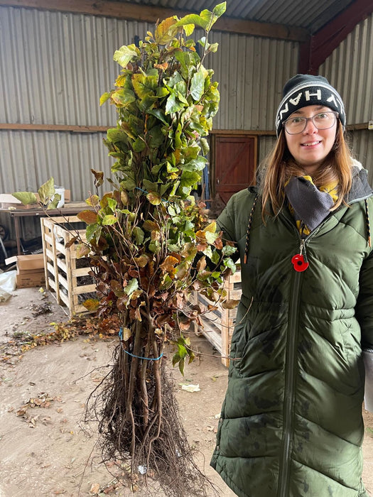 Beech Hedging Green 60-80cm Bare Root November Delivery