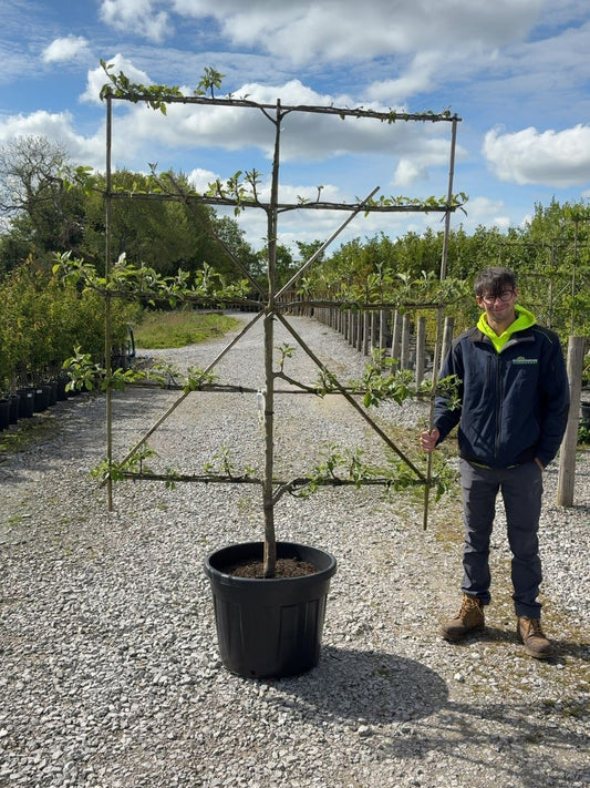 Apple Cox's Orange Pippin Espalier 150cm Wide, 180cm High, 5 Tiers