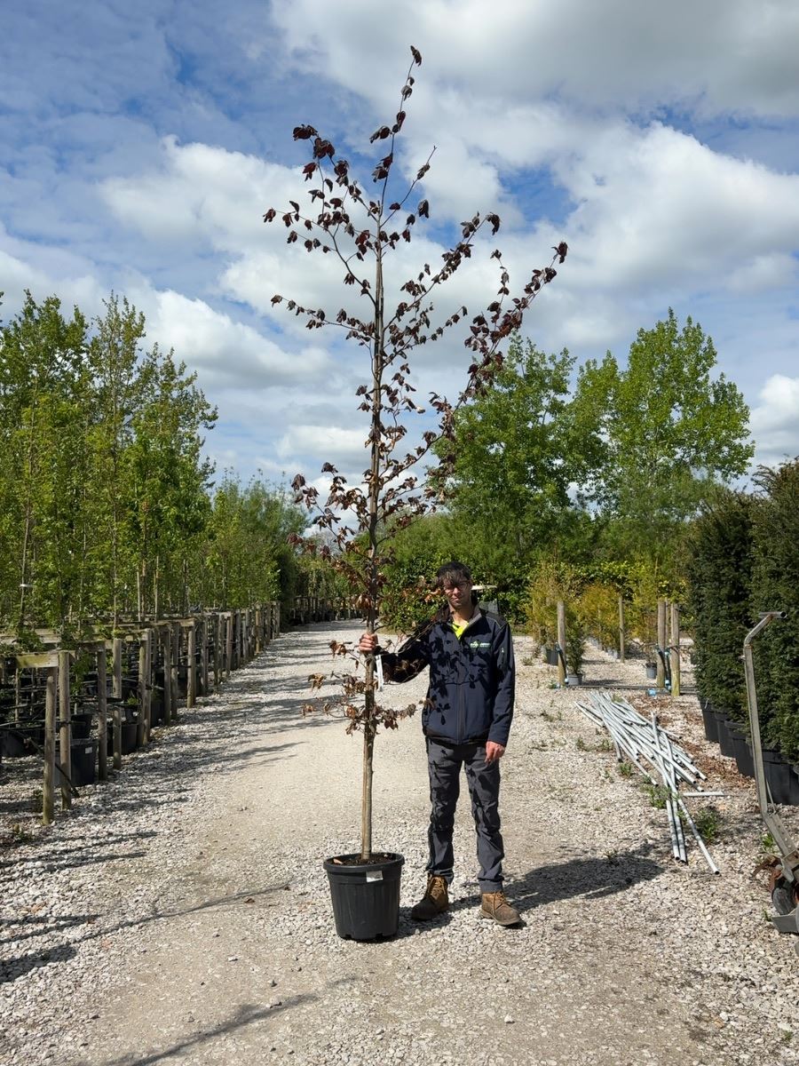 Fagus Syl. Atropunicea 8/10cm Girth Feathered Root Ball Delivery November Onwards