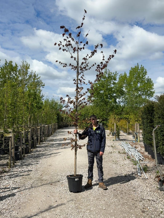 Fagus Syl. Atropunicea 8/10cm Girth Feathered Root Ball Delivery November Onwards