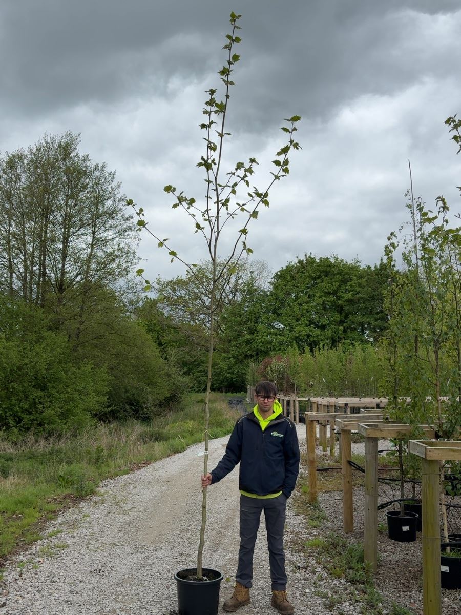 Platanus hispanica - Acerifolia 8/10cm Girth