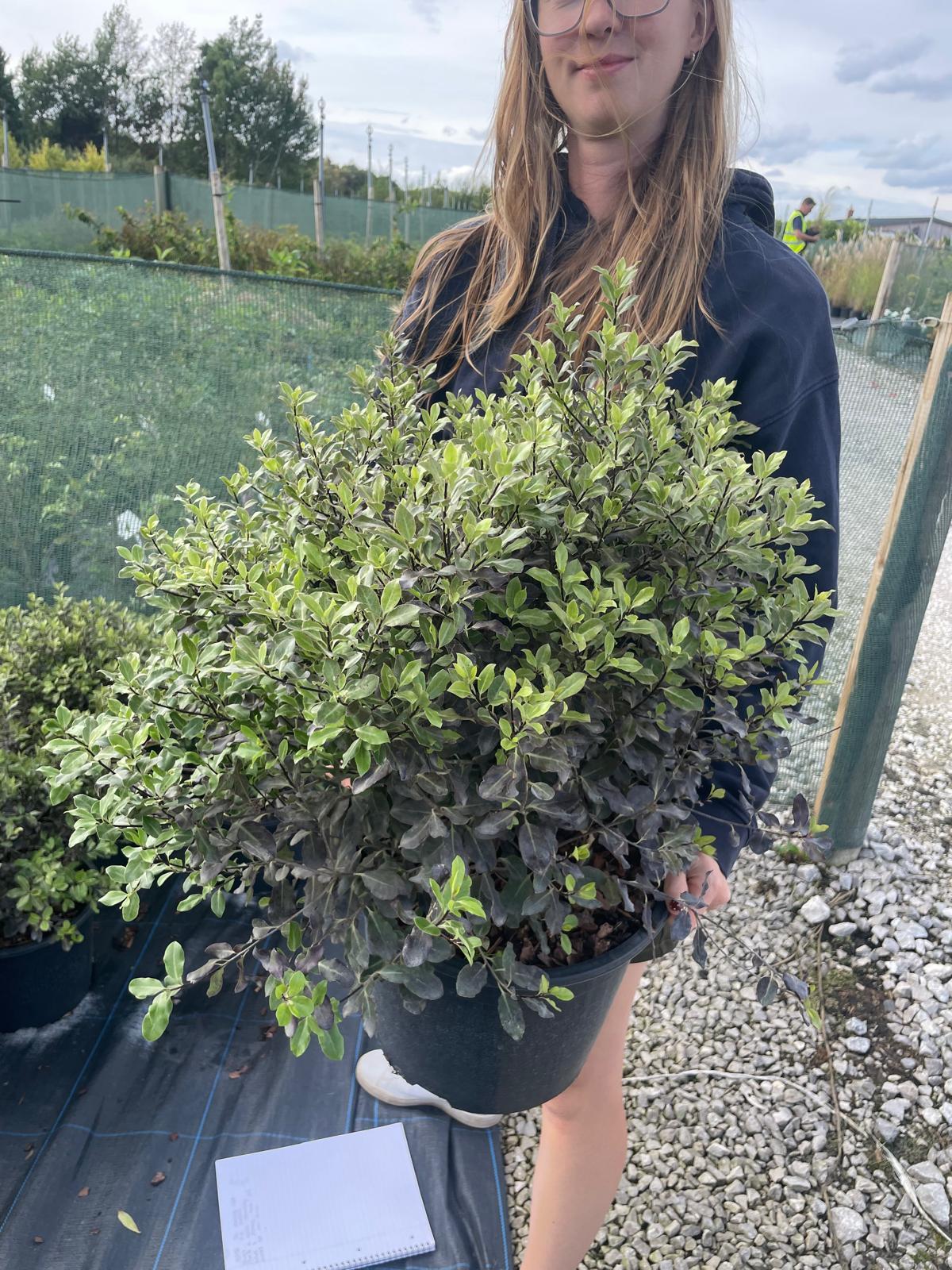 Pittosporum Tenuifolium Tom Thumb 15 Litre