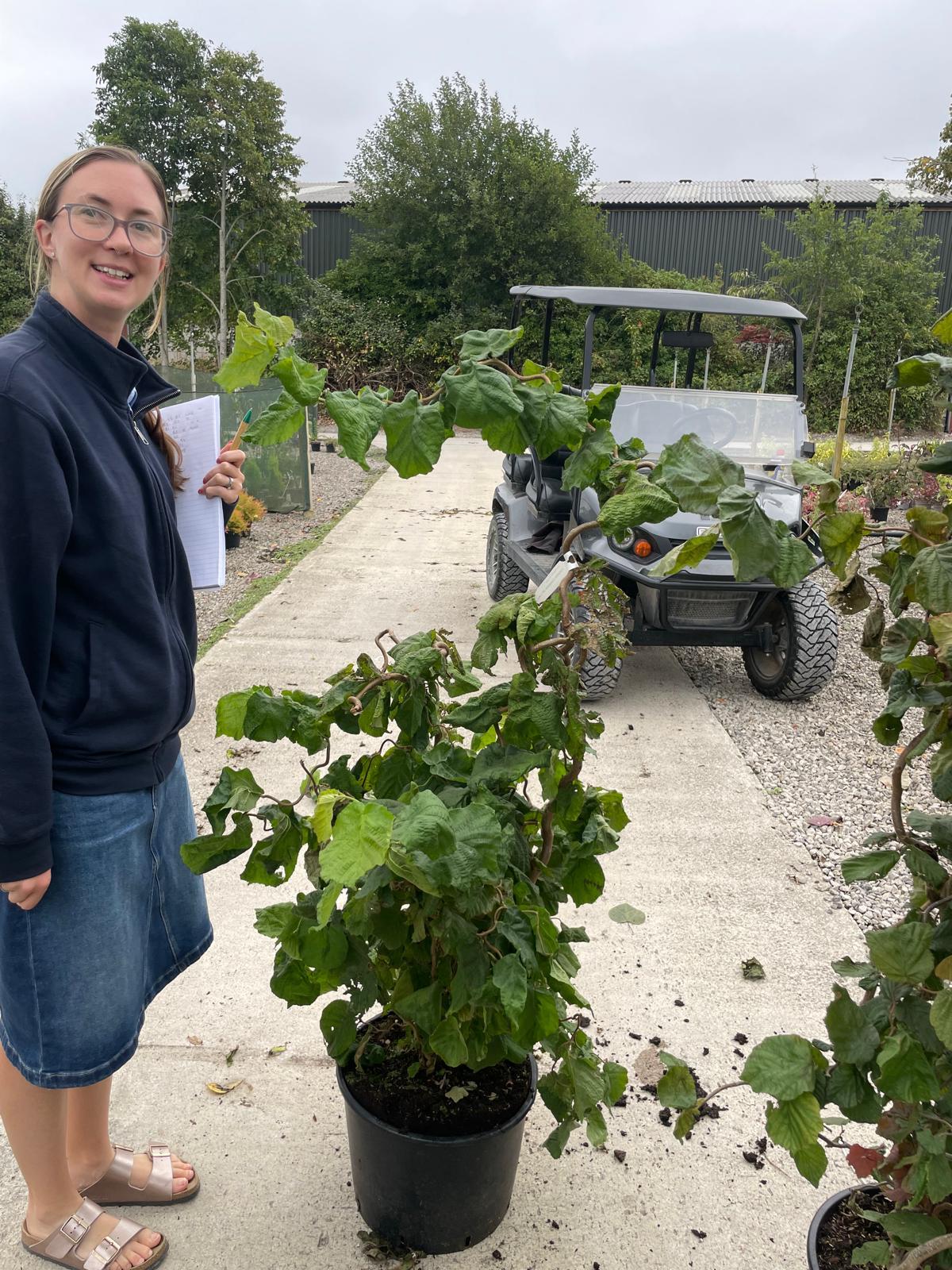 Corylus Contorta 20 Litre Pot 100/120cm Tall