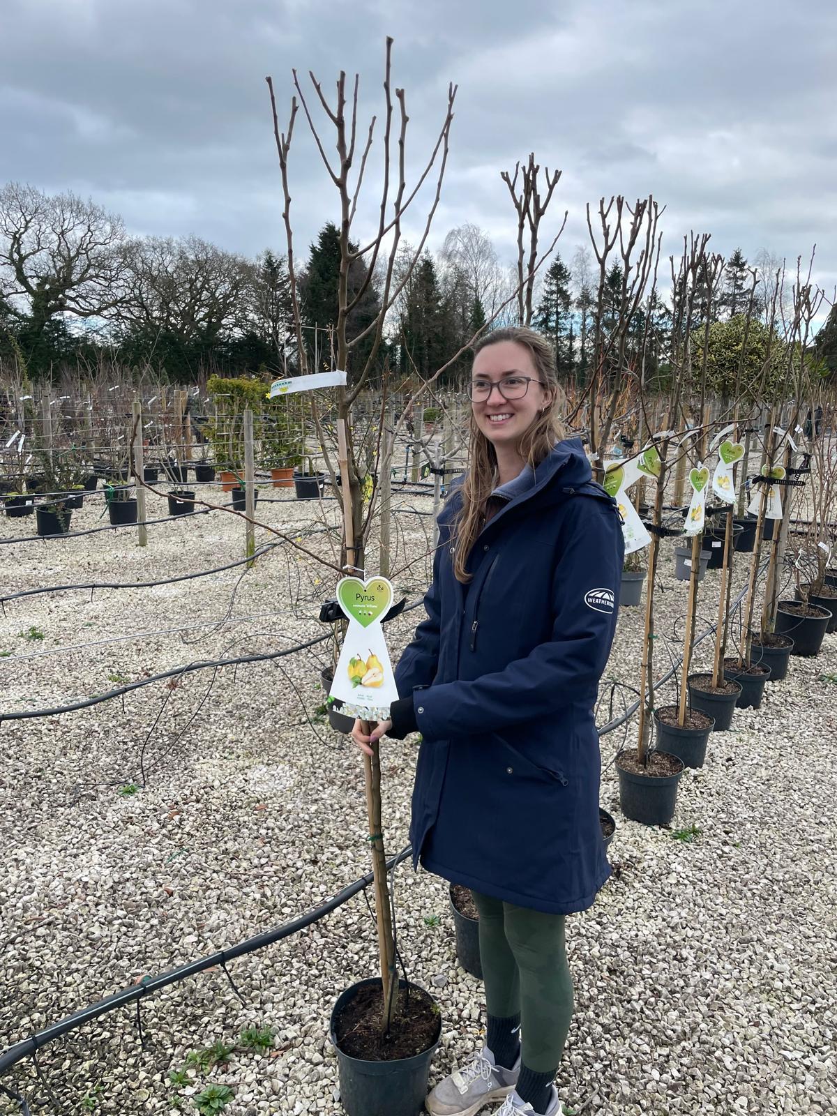 Pear Williams 10 Litre Pot Half Standard