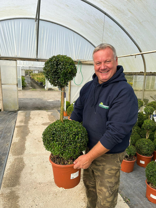 Buxus Sempervirens Duo-Ball Stack 70-80cm 7.5 Litre Pot