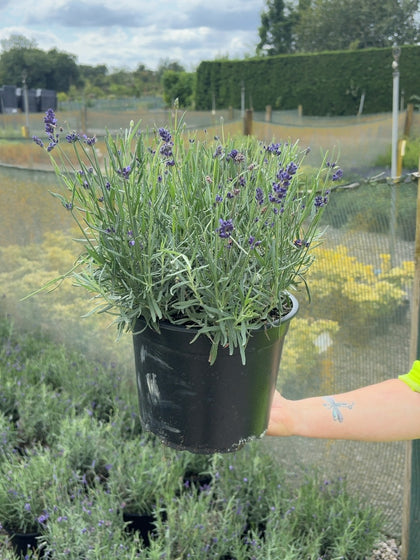 Lavender Angustifolia Hidcote 5 Litre Pot